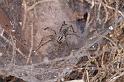 Agelena_canariensis_D3251_Z_86_Valle Gran Rey_Spanje
